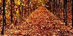 Autumn vineyard, California