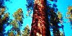 Sequoia National Park, California