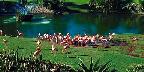 Lush flora and wildlife garden, Dade County