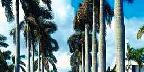Royal Palm Way