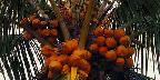 Coconut palm
