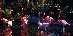 Caribbean flamingos, Miami Zoo