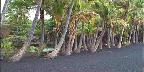 Black sand beach at Punaluu