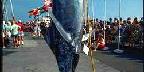 Marlin weigh-in, Kailua-Kona