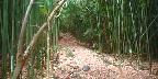 Bamboo forest at Wailua Falls, Maui