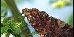 Jackson chameleon