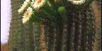 Flower of the saguaro