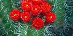 Flower of claret cup cactus