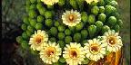 Smiley face with saguaro blooms