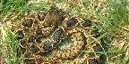 Diamondback rattlesnake