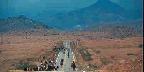 Cattle and cowboys moving south on AZ 186