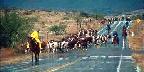 Cowboys on cattle drive near Wilcox