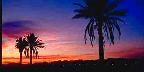 Semi-tropical landscape