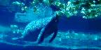 Manatee, Lowry Park Zoo, Tampa Bay, Florida