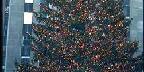 Close-up of large tree, Rockefeller Center, New York