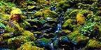 Typical rain forest scene near Sol Duc Hot Springs