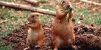 Black-tailed prairie dogs, Sonoran Desert Museum, Arizona