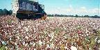 Cotton harvesting, Hartford, Alabama