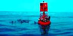 Sea lions on harbor buoy, Ventura, California