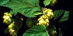Hops, Moxee, Washington