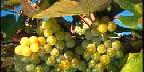 Niagara grapes in upstate New York