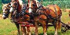 Belgians on Amish farm, Holmes County, Ohio