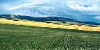 Potato fields in Idaho