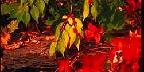 Autumn landscape, New England
