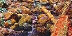 Common Minnesota rock bed stream