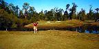 Pitching to the green, Country Club of South Carolina