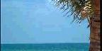 Sun worshipper on beach through palm tree, Fort Lauderdale