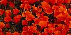 California poppies in bloom, Lancaster, California