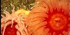 Anemone, Puget Sound, Washington State