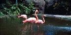 Pink flamingos in pond, St. Petersburg, Florida