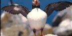 Puffin, Machia Island, Maine