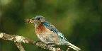 Western bluebird, Sialia mexicana, with spider, California