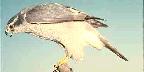Goshawk, Accipter gentillis, California