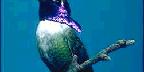 Costa's hummingbird, Calypte costae, Sacremento