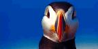 Atlantic puffin from Machia Island, Maine