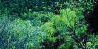 Bluebonnets, Llano, Texas