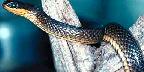 Glossy crayfish snake, coastal lowlands, southeastern U.S.A.
