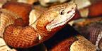 Broad-banded copperhead, southeastern U.S.A.