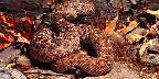 Western diamond back rattlesnake, southwestern U.S.A.