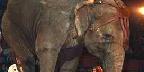Elephant act, Shrine Circus, New York