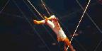 High-wire troupe, Shrine Circus, New York