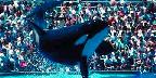Orca performance, Sea World, San Diego, California