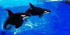 Tandem jumping, Orca Show, Sea World, San Diego, California