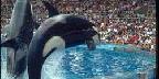 Killer whales leaping, Sea World, Orlando, Florida
