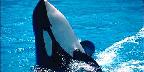 Show time, Sea World, San Diego, California