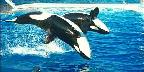 Sea World, San Diego